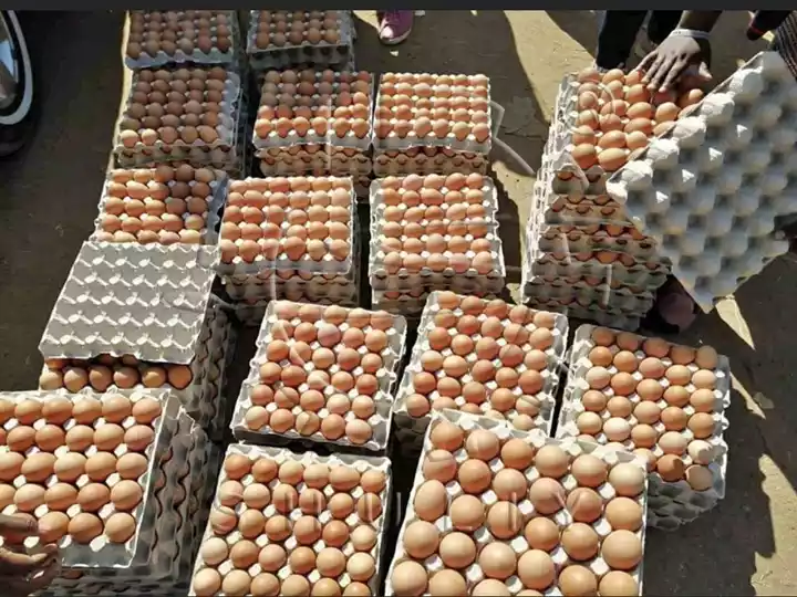 egg cartons for poultry farms