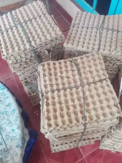 paper egg trays